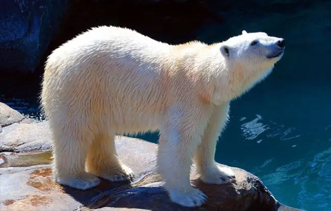 ReadAloud - English-Polar Bears